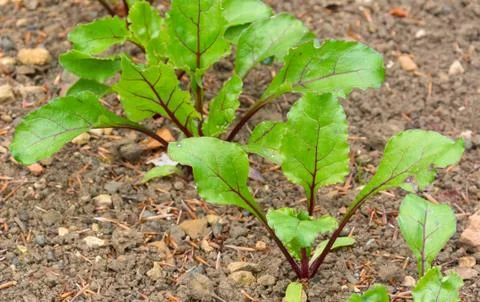 Beetroot plants starting to develop in a vegetable plot Stock Photos