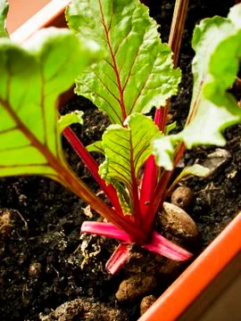 Beetroot in the pot Stock Photos