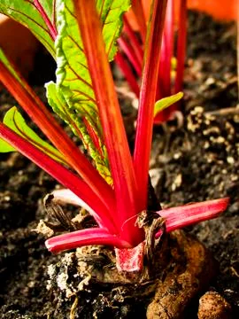 Beetroot in the pot Stock Photos