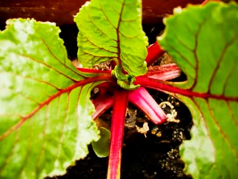 Beetroot in the pot Stock Photos
