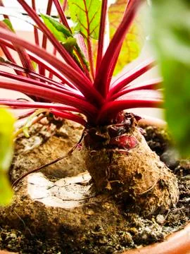 Beetroot in the pot Stock Photos