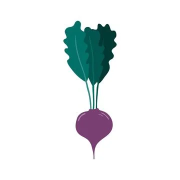 Beetroot, radish hand drawn illustration. Illustrazione stock
