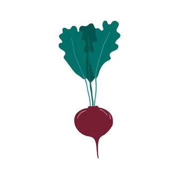Beetroot, radish hand drawn illustration. Illustrazione stock