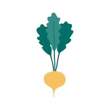 Beetroot, radish hand drawn illustration. Illustrazione stock