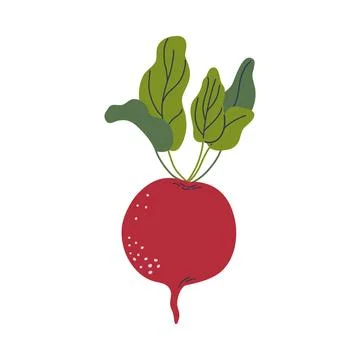 Beetroot. Root vegetable isolated on transparent background. Stock Illustration