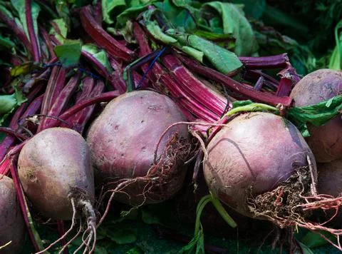 Beetroot for sale Stock Photos