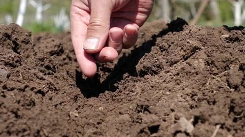 Beetroot seeds are planted by hand in prepared chernozem. Growing vegetables. Stock Footage 240021624