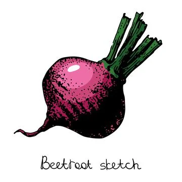 Beetroot sketch, color vector illustration. isolated on a white background Stock Illustration