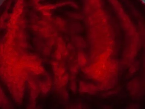 Beetroot slice : dark red background Stock Photos