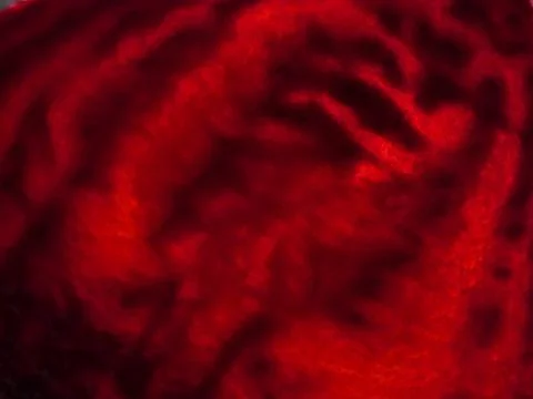 Beetroot slice : red background with strange shapes Stock Photos
