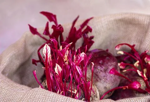 Beetroot with some green leafs. micro-greens of beetroot. Foto stock