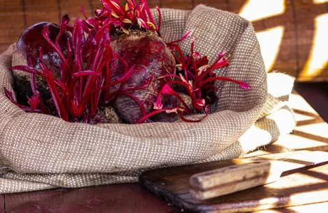 Beetroot with some green leafs. micro-greens of beetroot. Foto stock