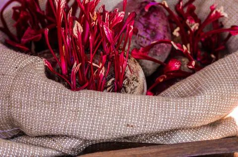 Beetroot with some green leafs. micro-greens of beetroot. Foto stock