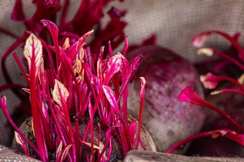 Beetroot with some green leafs. micro-greens of beetroot. Foto stock