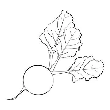 Beetroot in a thin line. Vector on a white background Stock Illustration