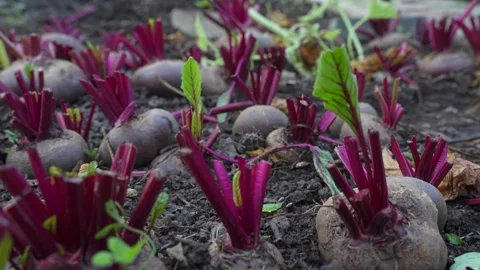 Beetroot with the tops cut off in the garden Stock Footage 318463769