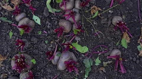 Beetroot with the tops cut off in the garden Stock Footage 318463778