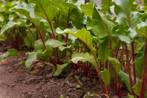 Beetroot tops growing in soil. Soft focused closeup shot of beet leaves Stock Photos