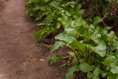 Beetroot tops growing in soil. Soft focused closeup shot of beet leaves Stock Photos