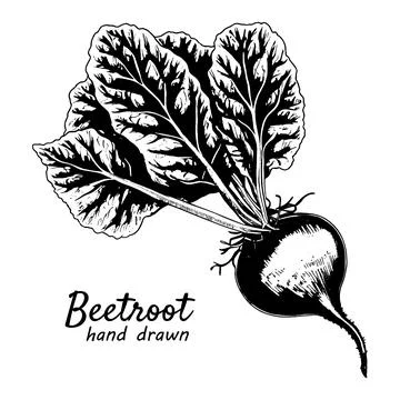 Beetroot with tops. Ink sketch isolated on white background Stock Illustration