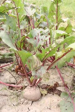 Beetroot with tree on farm for harvest Stock Photos