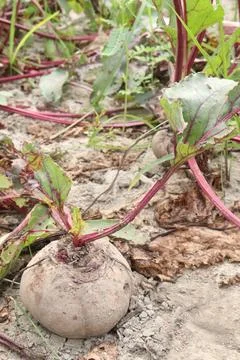 Beetroot with tree on farm for harvest Stock Photos
