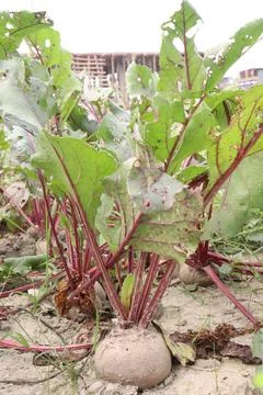 Beetroot with tree on farm for harvest Stock Photos