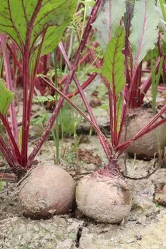 Beetroot with tree on farm for harvest Stock Photos