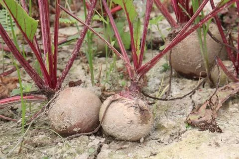 Beetroot with tree on farm for harvest Stock Photos