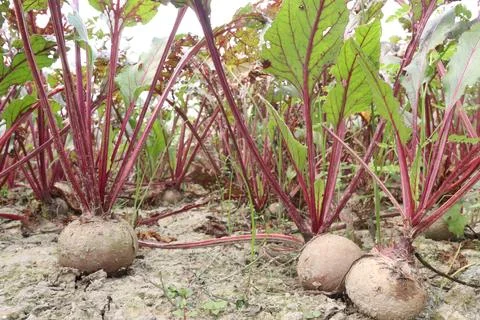 Beetroot with tree on farm for harvest Stock Photos