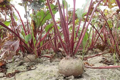 Beetroot with tree on farm for harvest Stock Photos