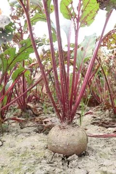 Beetroot with tree on farm for harvest Stock Photos