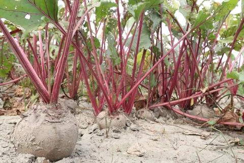 Beetroot with tree on farm for harvest Stock Photos
