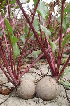 Beetroot with tree on farm for harvest Stock Photos