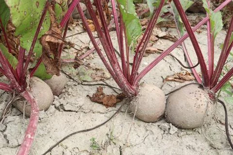 Beetroot with tree on farm for harvest Stock Photos
