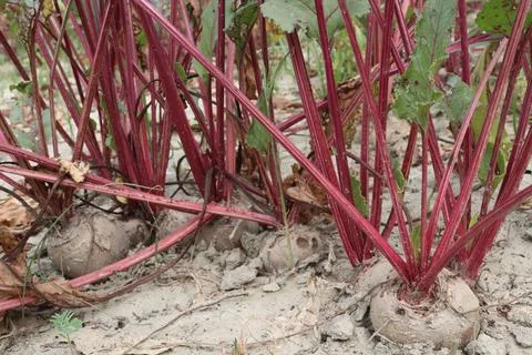 Beetroot with tree on farm for harvest Stock Photos