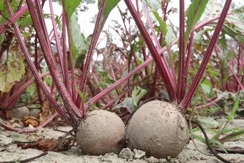 Beetroot with tree on farm for harvest Stock Photos