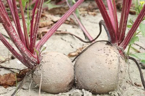 Beetroot with tree on farm for harvest Stock Photos