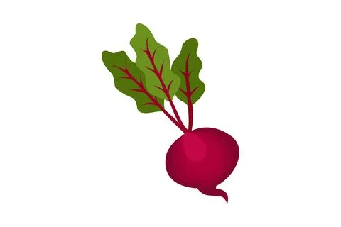 Beetroot vector icon isolated on white background Stock Illustration