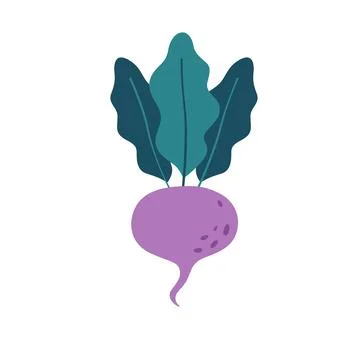 Beetroot, vegetable. Autumn and summer harvest, farming 库存插图
