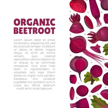 Beetroot Vegetable Crop Banner Design Design Vector Template Stock-Illustration