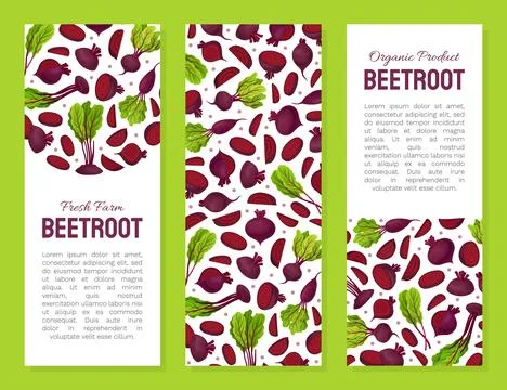 Beetroot Vegetable Crop Banner Design Design Vector Template Stock-Illustration