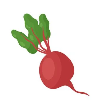 Beetroot vegetable fresh raw product, organic farm food, beet root for healthy Illustrazione stock