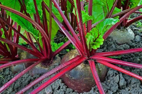 Beetroot in a vegetable garden Stock Photos