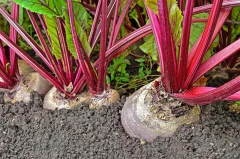 Beetroot in a vegetable garden Foto stock