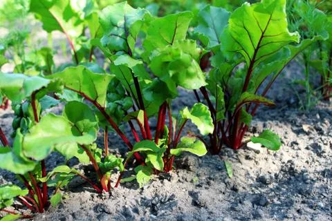 Beetroot on the vegetable garden. Foto stock