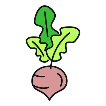 Beetroot vegetable with green leaves illustration Stock Illustration
