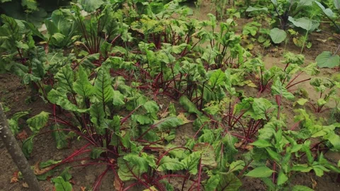 Beetroot vegetable growing in a garden bed in summer, growing vegetables, green Stock Footage 256877023