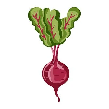 Beetroot vegetable isolated vector colored Stock Illustration