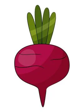 Beetroot vegetable isolated on white background. Vector illustration. Stock Illustration